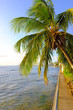 A photo of Palms in the Pacific, Waikiki A photo of Palms in the Pacific, Waikiki