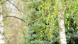 Photo en ligne au meilleur prix birch tree