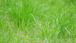 Photo en ligne au meilleur prix green grass