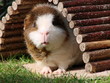 überraschtes Meerschweinchen