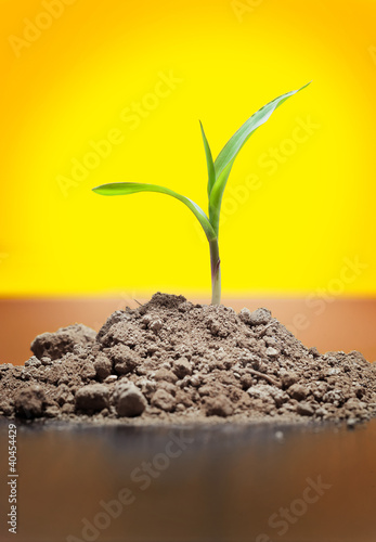 Photo: A little sprout on yellow background A little sprout on yellow background