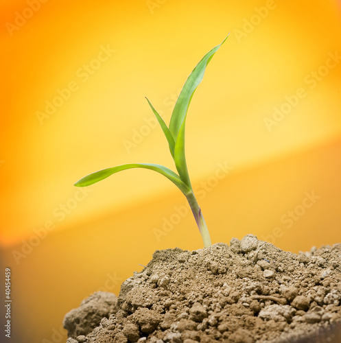 Photo: A little sprout on yellow background A little sprout on yellow background