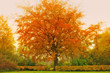 A photo of trees an autumn morning