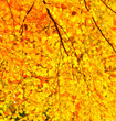 A photo of Sunrise in autumn forest A photo of Sunrise in autumn forest