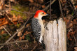 Photo: Red-bellied Woodpecker male Red-bellied Woodpecker male