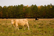 Autumn Cows