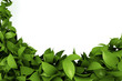 leafs leafs