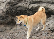 Photo: shiba inu on a hike shiba inu on a hike