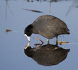 coot - fulica atra coot - fulica atra