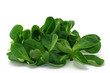 feldsalat