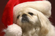 A dog wearing a santa hat.