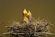 Baby birds in the nest.
