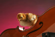 A chick on a violin.