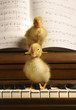 Two yellow ducklings standing on the piano.