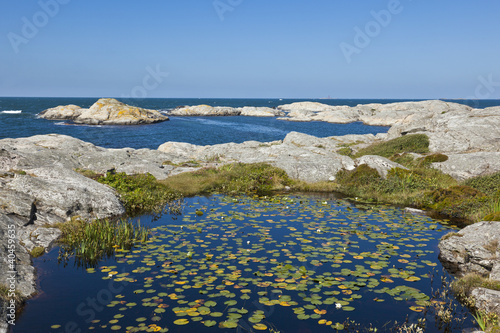 Photo: Waterlily in a pond Waterlily in a pond