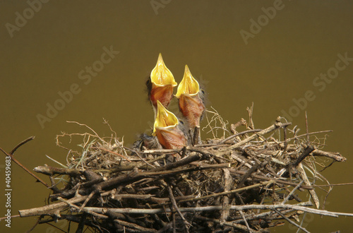 Photo: Baby birds in the nest. Baby birds in the nest.