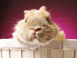 Guinea pig looking at the camera