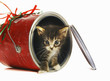 Kitten coming out from an opened can