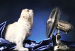 Dog looking up while standing in front of a table fan