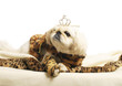 Foto: Dog with a crown Dog with a crown