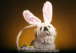 Dog with bunny ears sitting inside a basket of easter eggs