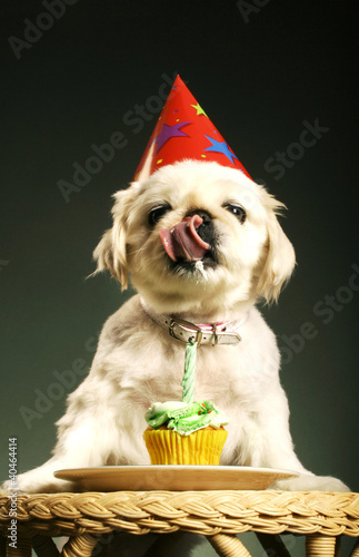 Photo: Dog with party hat sticking out its tongue while standing in front of birthday cake Dog with party hat sticking out its tongue while standing in front of birthday cake