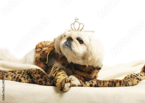 Photo: Dog with a crown Dog with a crown