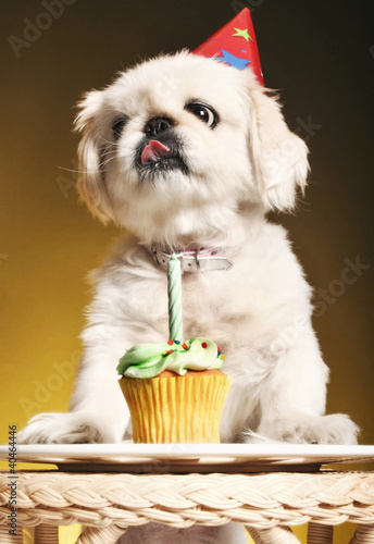 Foto: Dog with party hat sticking out its tongue while standing in front of birthday cake Dog with party hat sticking out its tongue while standing in front of birthday cake