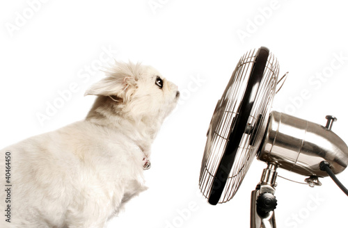 Photo: Dog sitting in front of a table fan Dog sitting in front of a table fan