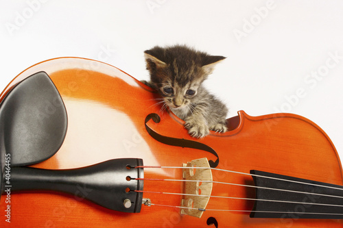 Foto: Kitten playing with violin Kitten playing with violin