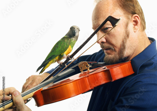 Foto: Man playing violin with a bird on it Man playing violin with a bird on it
