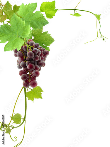 Photo: grappe de raisin et feuilles de vigne, coin de page grappe de raisin et feuilles de vigne, coin de page