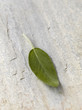 Sage leaf
