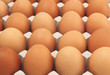 Chicken Eggs row pattern background Chicken Eggs row pattern background