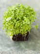 Cress