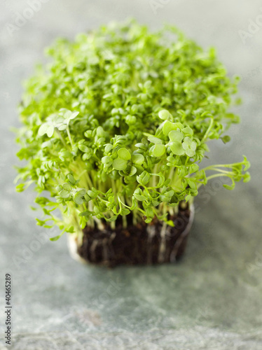 Photo: Cress Cress
