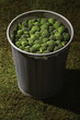 Dustbin filled with broccoli