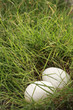 Eggs in patch of grass