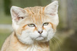 Chat Manul