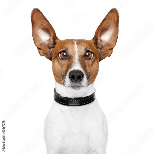 Photo: crazy dog with big lazy eyes crazy dog with big lazy eyes
