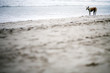 Stray dog on the beach