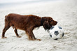 Dog playing with football on the beach