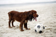 Dog playing with football on the beach