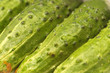 Cucumbers extreme closeup diagonal view Cucumbers extreme closeup diagonal view