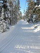 forêt