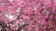 Photo en ligne au meilleur prix spring tree red flowers
