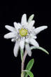 edelweiss