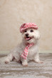 Cute dog wearing hat and scarf