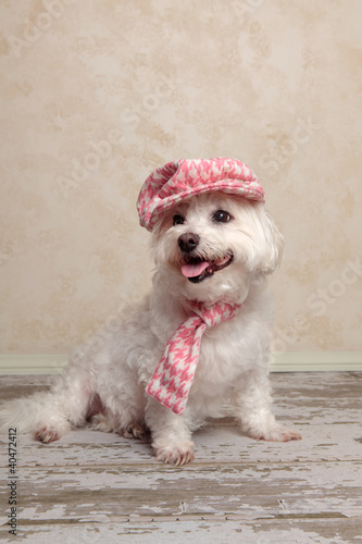Photo: Cute dog wearing hat and scarf Cute dog wearing hat and scarf