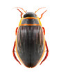 The great diving beetle (Dytiscus marginalis). The great diving beetle (Dytiscus marginalis).